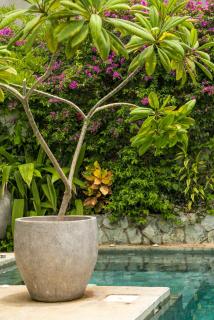 Zen Garden Tamarindo - Adults Only - 9