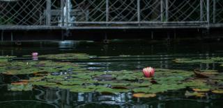 Pollushof Panzió és Étterem - Csolnok - 5