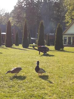 Forest Edge Lodge - 1