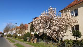Zimmervermietung Koltermann - Greifswald - 3