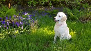 Glanleam's Gardener's Cottage - 3