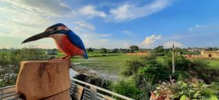 IbisHouse Farm Stay - Bharatpur - 8