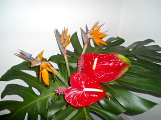Terrace Apartment - Funchal - 6