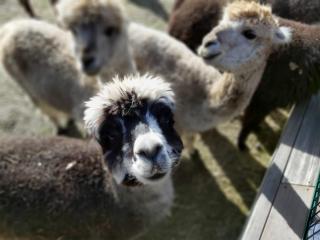 Ferienwohnung Bungenhof Alpacas - Celle - 1
