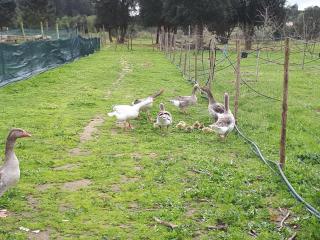 Granja MG - Bombarral - 4