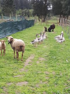 Granja MG - Bombarral - 7