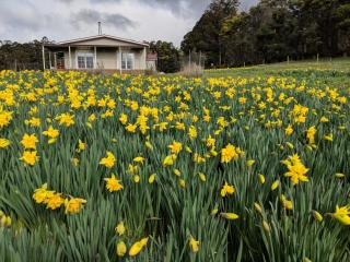 Mountain Blue Guest House - Deloraine - 5