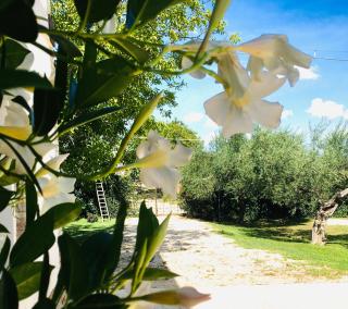Az. Agr. Parco dei Buoi - Larino - 3