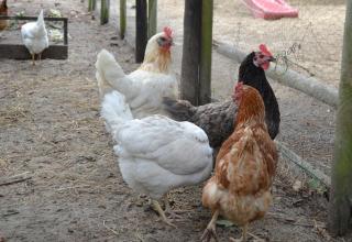 Ferienanlage Duhnen Haus 19 - Cuxhaven - 5