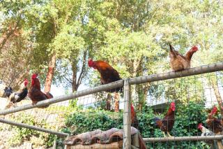 Douro Palace Hotel Resort & SPA - Baião - 1