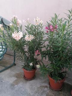Villa Ros Guest House - Svilengrad - 4