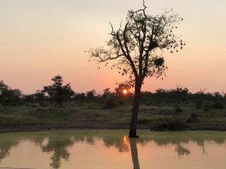 Lamai Safari Lodge - Balule Game Reserve - 3
