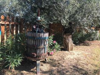 Casale Vincenzo Country House - Collecorvino - 2