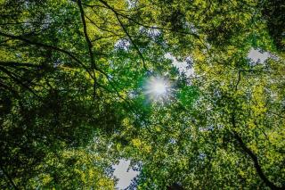 Lichtermeer-2-0 - Dahme - 7