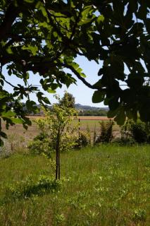 Villa Felice - San Giovanni in Marignano - 3