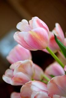 Hotel Serenade de Franz Schubert - 9