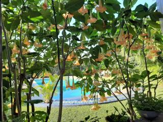 FIGTREE GUESTHOUSE - 5