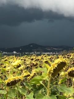 Casale del monte, Pesaro - Pesaro - 3