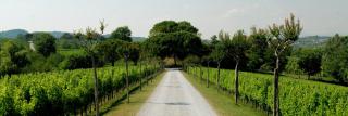 Relais Russiz Superiore - Capriva del Friuli - 2