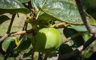 Quinta dos Frutos - 7