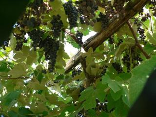 La Quercia e il Gelso - Baricella - 1