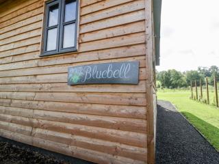 Bluebell - 4