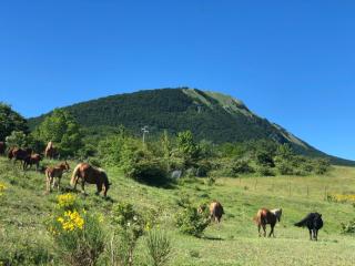 Hotel Pietrapanna - Calvello - 6