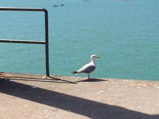 Studio Les Pieds dans l'eau - Donville-les-Bains - 9