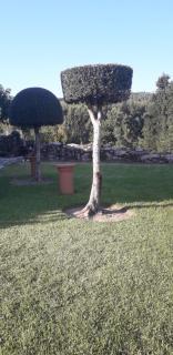 Vivenda Agostinho (Casa de Férias) - Arcos de Valdevez - 9
