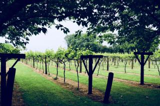 Jabajak Vineyard Restaurant & Rooms - Whitland - 6