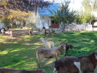 Shepherd's Cottage - 0