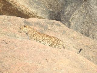 Jawai Bera Leopard Camp - 2