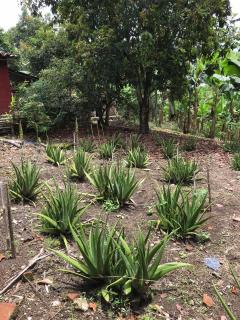 Finca VillaDiana- Montenegro Pueblotapao - Pueblo Tapao - 3