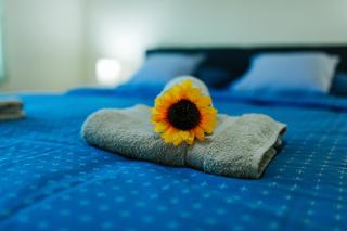 Sunflower - Sombor - 2