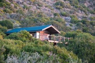 HillsNek Safari Camp – Amakhala Game Reserve - 6