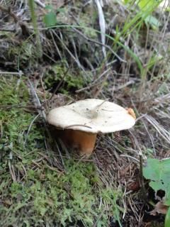 Apartamenty w Parku- Rydz Polanica Zdrój - 5