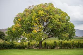 Excelsior Manor Guesthouse - 3