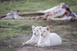 Pumba Private Game Reserve - 1