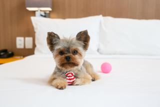 Radisson RED Campinas - 4