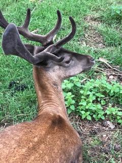 Nieuw vebouwd Vakantie Boshuisje Meibloempje - Lanaken - 1