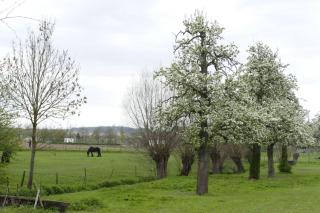 Meschermolen 14 - Mesch - 4