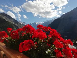 Petites Fleurs Cogne - Cogne - 8