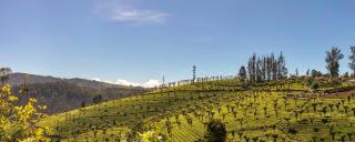 Club Mahindra Derby Green, Ooty - Ooty - 7