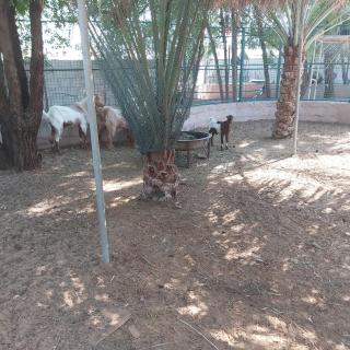 Al Maha Farm - Al Ḩamīdīyah - 6