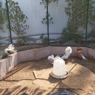 Al Maha Farm - Al Ḩamīdīyah - 7