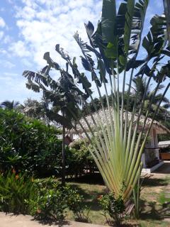 Sunya Cottage - Lamai - 8