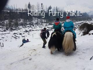 Sai Cottage Shimla - 3