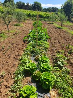 Azienda Agricola Sinisi - 1