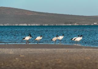 The Shark Bay Boutique Hotel & Spa - 3