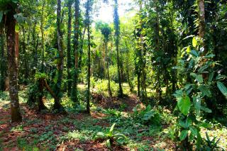 Sitio das bromelias Cachoeira do Tombador - Ubatuba - 3
